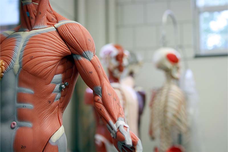 Simulation Center anatomical Models